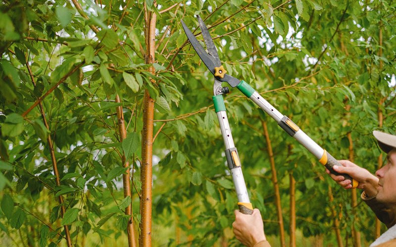 Tree trimming in Tannersville, NY